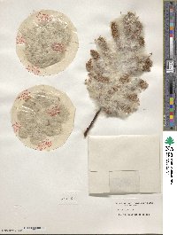 Salix discolor image