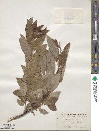 Salix discolor image