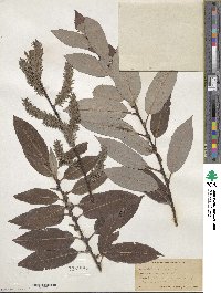 Salix discolor image