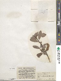 Salix discolor image