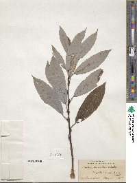 Salix discolor image