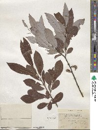 Salix discolor image