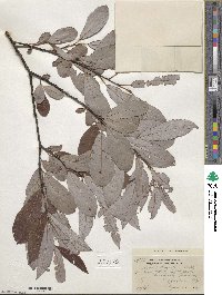 Salix discolor image