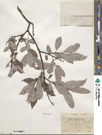 Salix discolor image