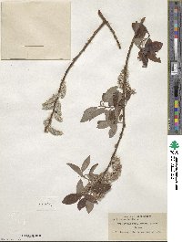 Salix discolor image