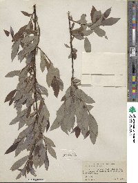 Salix discolor image