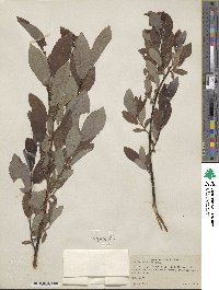 Salix discolor image