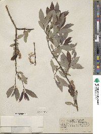 Salix discolor image