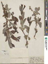 Salix discolor image