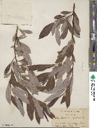 Salix discolor image