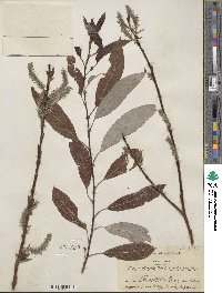 Salix discolor image