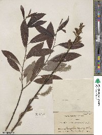 Salix discolor image