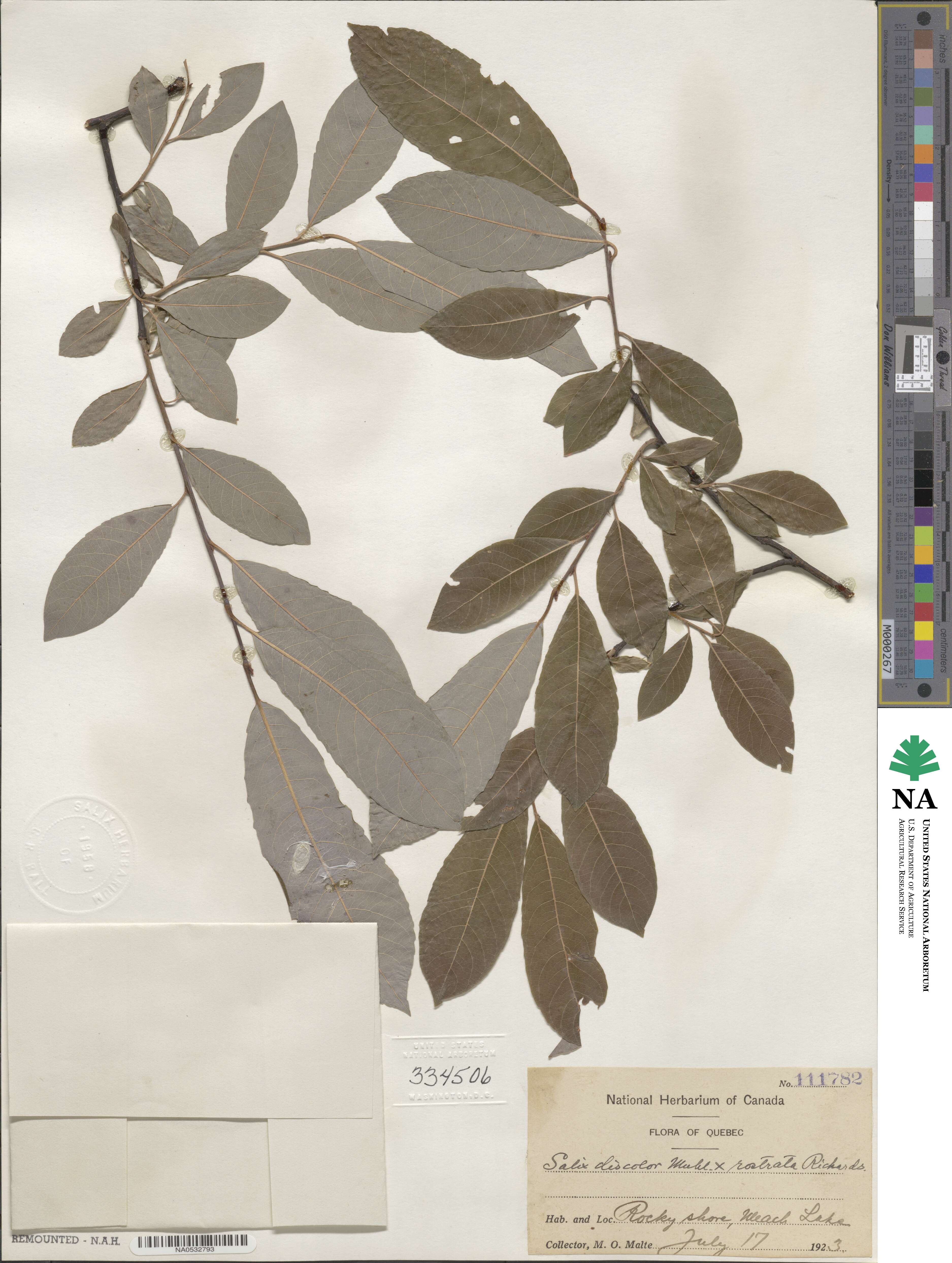 Salix ×besschelii image
