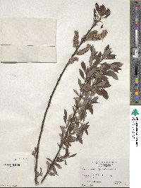 Salix discolor image