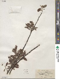 Salix discolor image