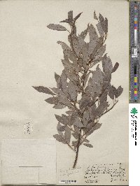 Salix discolor image