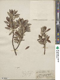 Salix discolor image