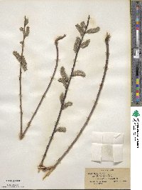 Salix discolor image