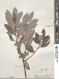 Salix discolor image