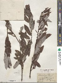 Salix discolor image