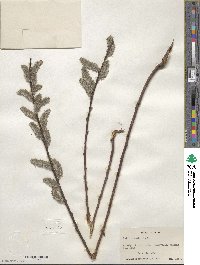 Salix discolor image