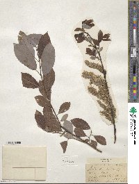 Salix discolor image