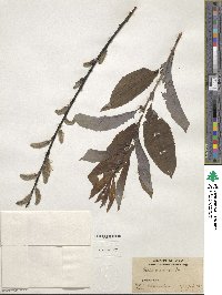 Salix discolor image