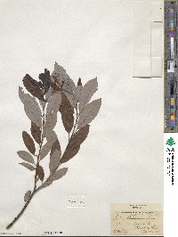 Salix discolor image