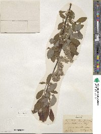 Salix discolor image