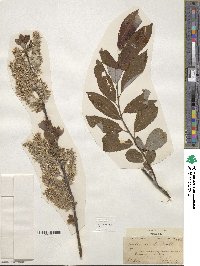 Salix discolor image