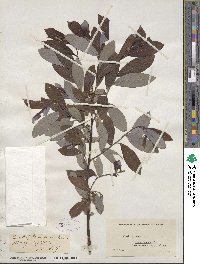 Salix discolor image