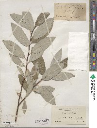 Salix discolor image