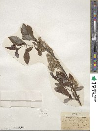 Salix discolor image