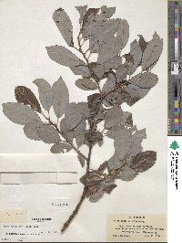 Salix discolor image