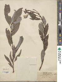 Salix discolor image