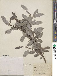 Salix discolor image