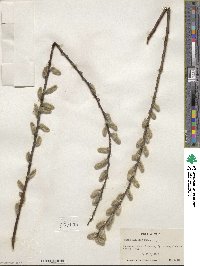 Salix discolor image