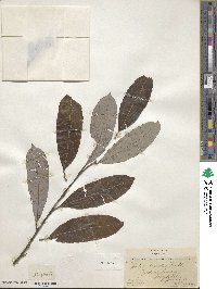 Salix discolor image