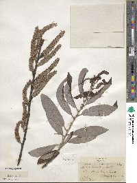 Salix discolor image