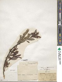 Salix discolor image