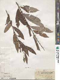 Salix discolor image