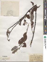 Salix discolor image