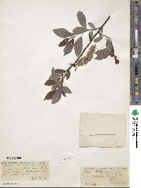 Salix discolor image