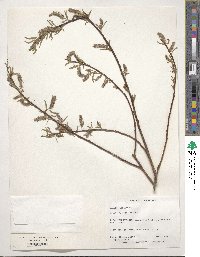 Salix discolor image