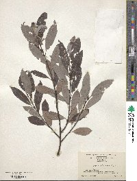 Salix discolor image