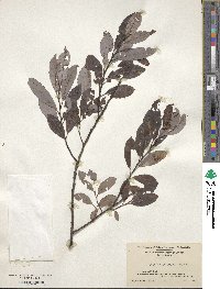 Salix discolor image