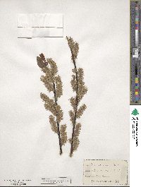 Salix discolor image