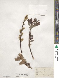 Salix discolor image