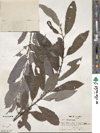 Salix discolor image