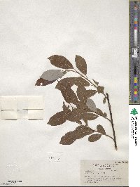 Salix discolor image